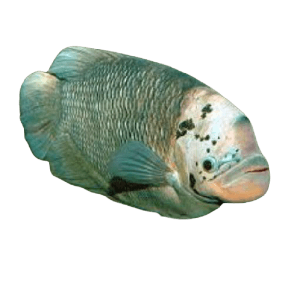 Giant Gourami Adult removebg preview