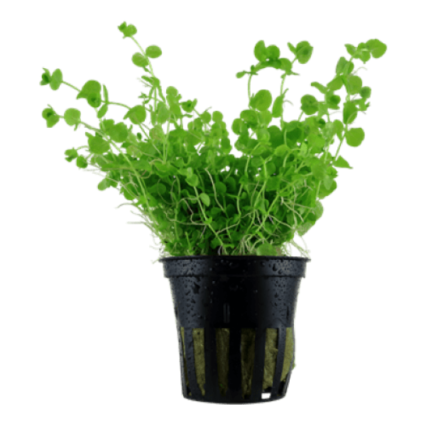 Micranthemum umbrosum Live Plant