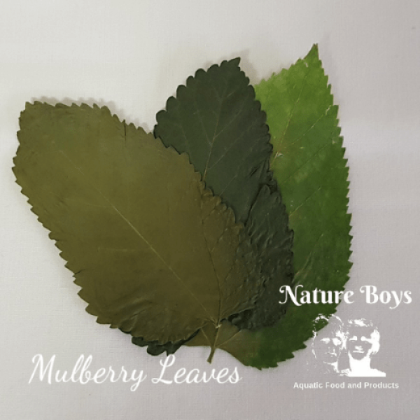 Nature Boys Mulberry Leaves 2