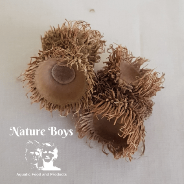 Nature Boys T Husk 2 1