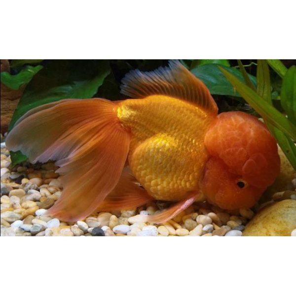 Oranda Goldfish at Rebel Pets
