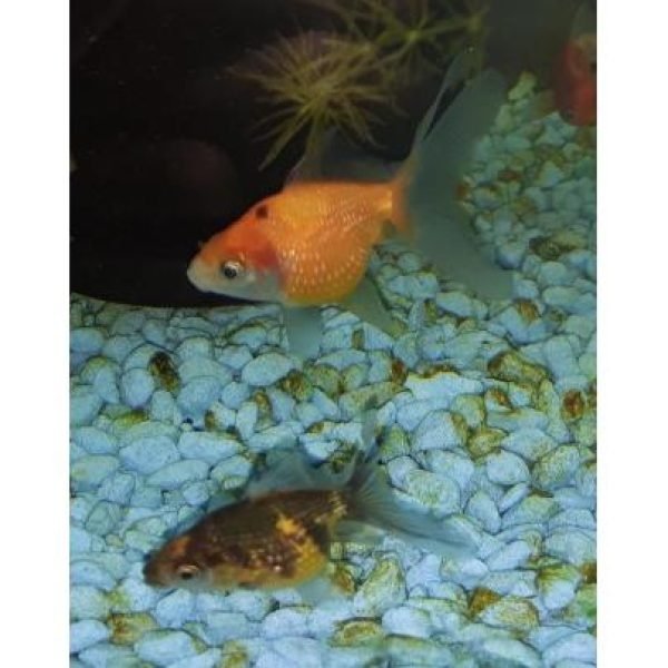 Pearlscale Goldfish at Rebel Pets 1
