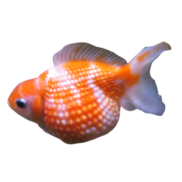 Pearlscale Goldfish removebg preview 1