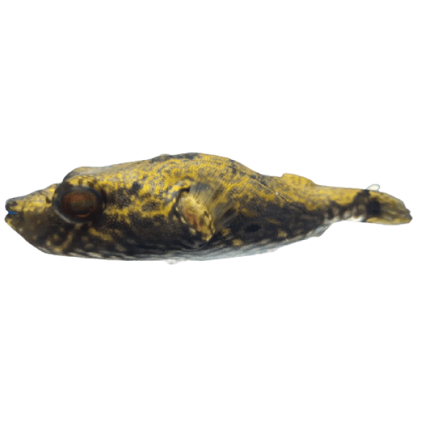 Pufferfish Humpback XL removebg preview
