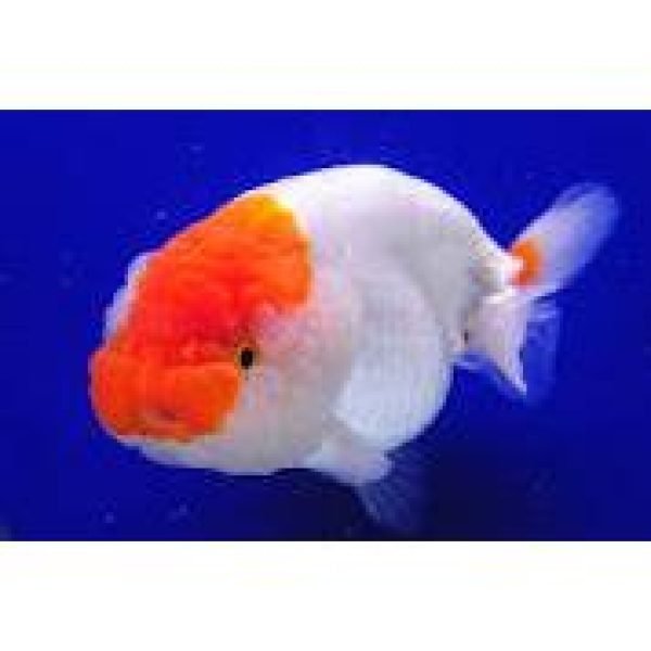 Ranchu Red and White