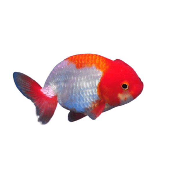 Red and White Ranchu removebg preview