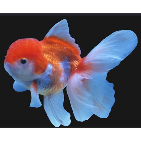 lionhead oranda goldfish