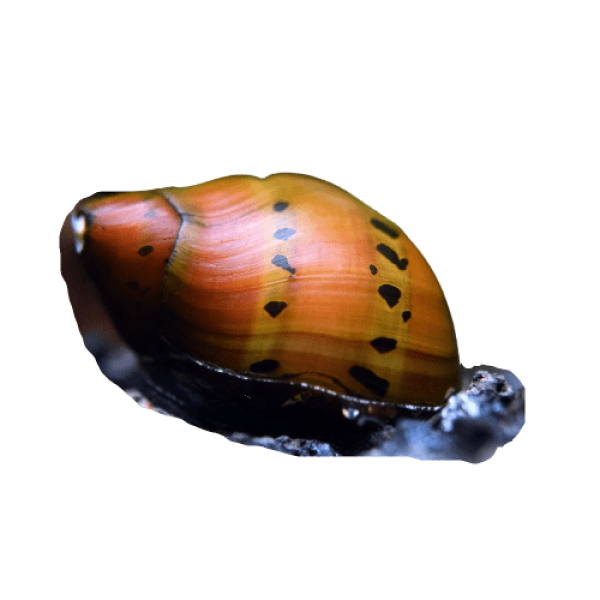 Red Spotted Nerite Snail - Riverpark Aquatics