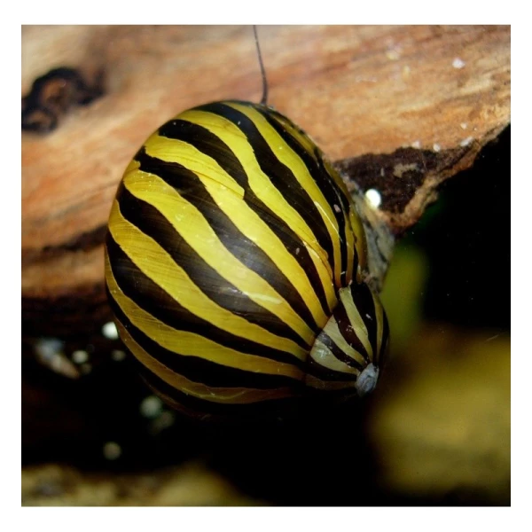 zebra nerite snail 1