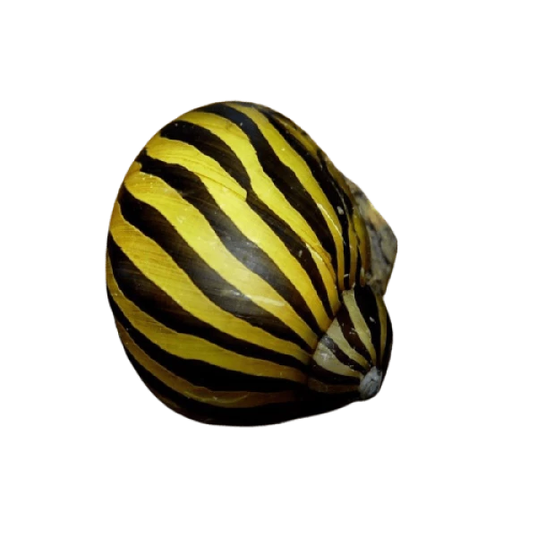 zebra nerite snail removebg preview 1