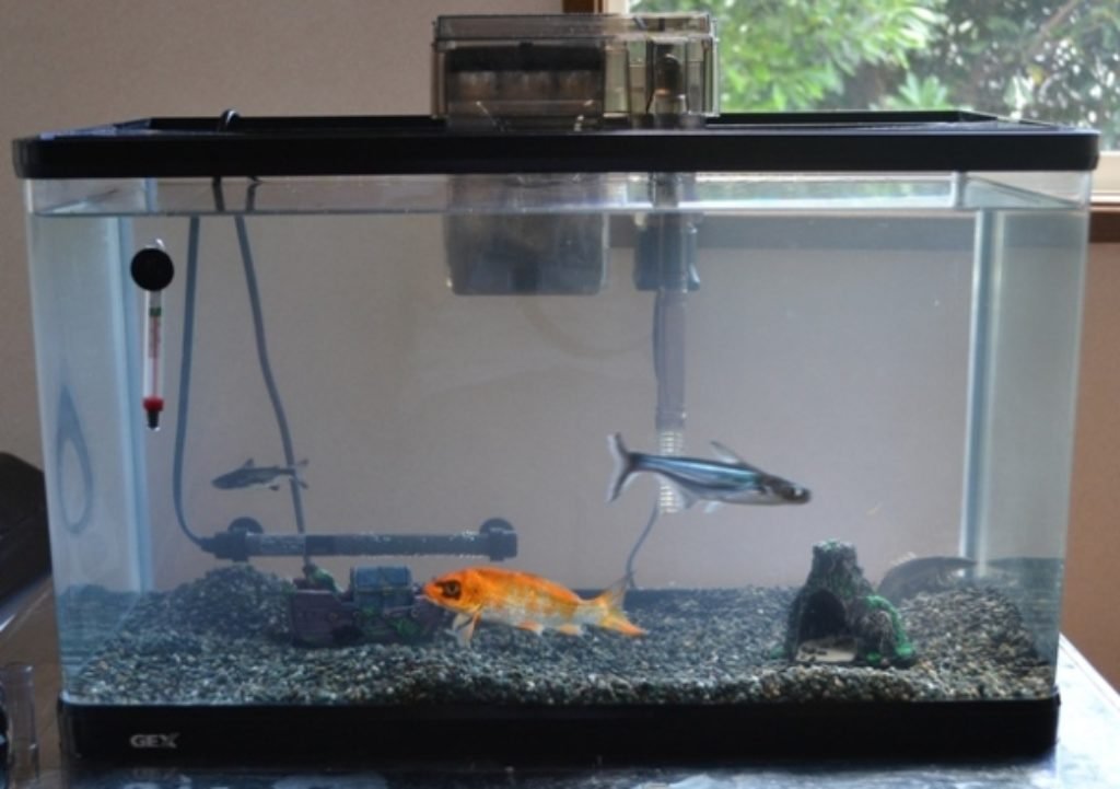 Big fish small tank 1