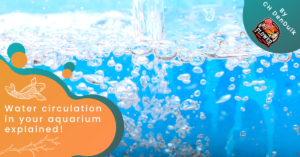 Water circulation in your aquarium explained!