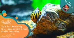 Tips for keeping your aquarium snail shells healthy