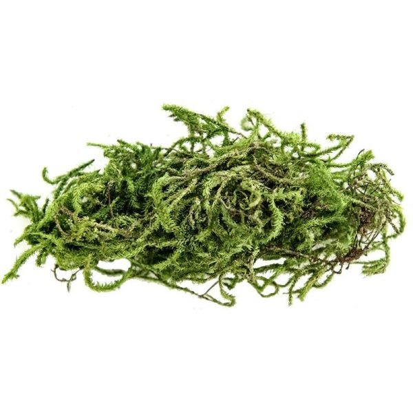 Sphangnum Moss