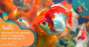 Stunted fish growth: How it happens, and avoiding it!