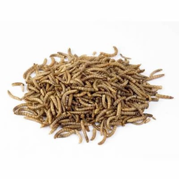 dried mealworms 17208353 1721 4d1d 8c63