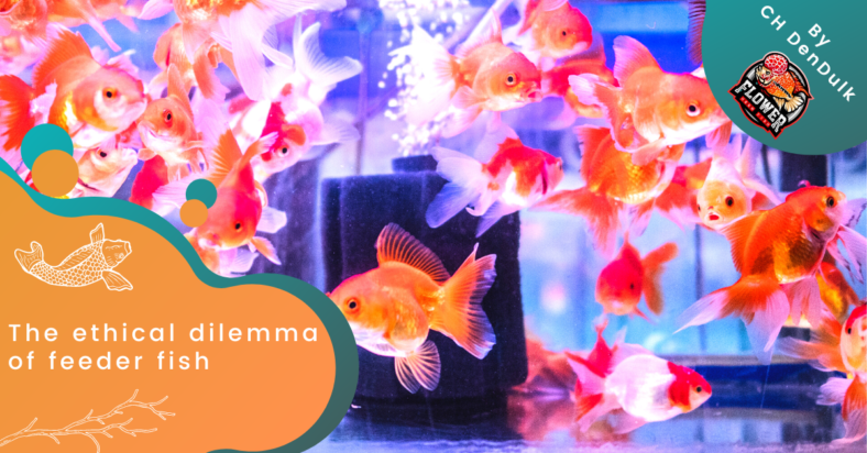 The ethical dilemma of feeder fish