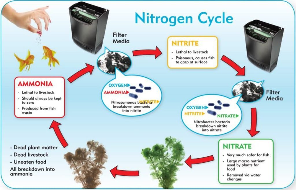 Nitrogen Cycle In Aquarium1