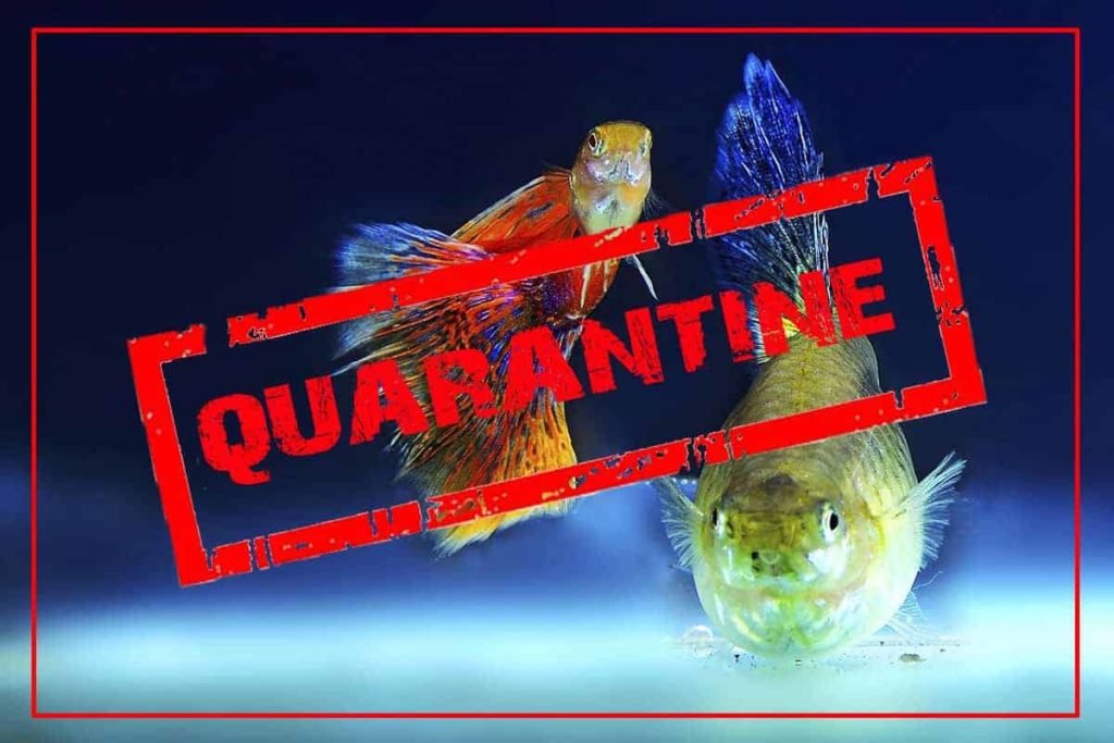 Quarantine Tank