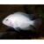 Albino Convict Cichlid – 10cm