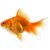 Fantail Goldfish 6-7cm