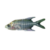 Glass Fish 3-4cm