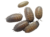 Isopods Porcellio Scaber (15)