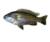 Melanochromis Joanjohnsonae / Exasperatus