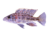 Dimidiochromis OB (Orange-Blotched)