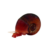 Rams Horn Snail