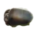 Black Apple Snail