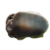Black Apple Snail