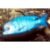 Blue Dolphin Cichlid (Cyrtocara moorii) 5cm