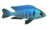 Placidochromis Electra