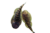 Striped Borneo Sucker Loach (Gastromyzon viriosus)