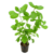 Hygrophila difformis Water wisteria