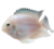 Snow White – Platinum Parrot Fish (young/small – unsexed)