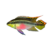 Kribensis Cichlid – 4cm (Pelvicachromis pulcher)