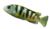 Labidochromis Perlmutt