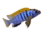 Labidochromis Hongi / Kimpuma