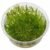 Leptodictyum Riparium “Stringy Moss” Invitro