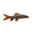 Rainbow Shark – 5cm