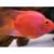 Red Parrot – Large – 10cm