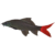 Red Tail Black Shark – 5cm