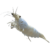Shrimp – White Bee