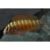 Tropheus Molino Firecracker cichlid – 5cm