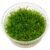 VERSICULARIA “Christmas Moss” (import)